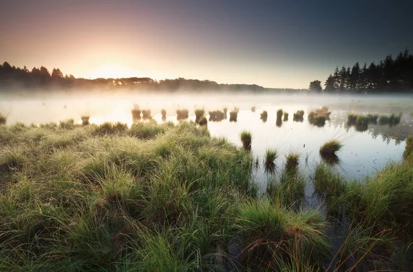 Tranquilo amanecer brumoso en el lago salvaje —  Fotos de Stock
