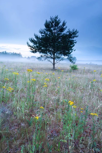 Gelbe Blüten auf dem Hügel während des nebligen Morgens — Stockfoto