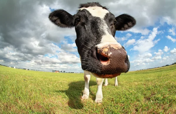 Смешная голова коровы под широким углом — стоковое фото