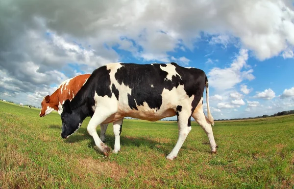 Koeien op de weide lopen — Stockfoto