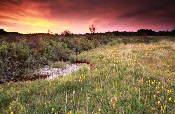 Purple sunrise přes rašeliniště s asfodel — Stock fotografie