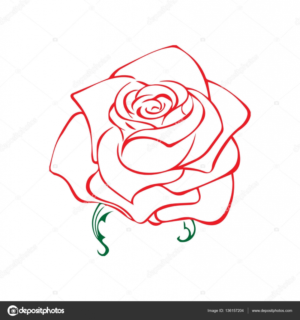 rose sketch rose sketch