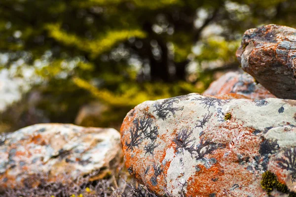 Kayalar onları desenlerle 