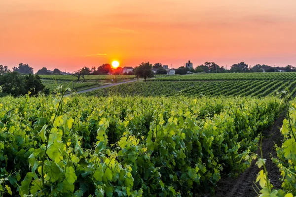 Viñas de uva en Bretaña Imagen De Stock