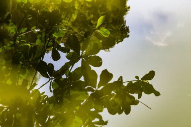 Bir bitki ve dağ su yansıması