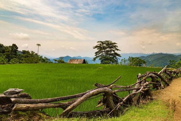 Campo de arroz rodeado por una cerca de madera — Foto de Stock
