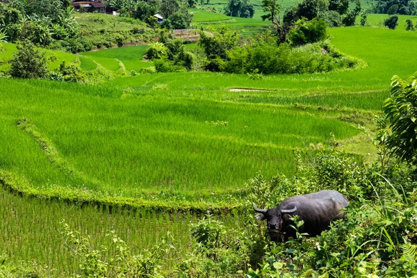 Búfalo de agua en un campo de arroz en Vietnam — Foto de Stock