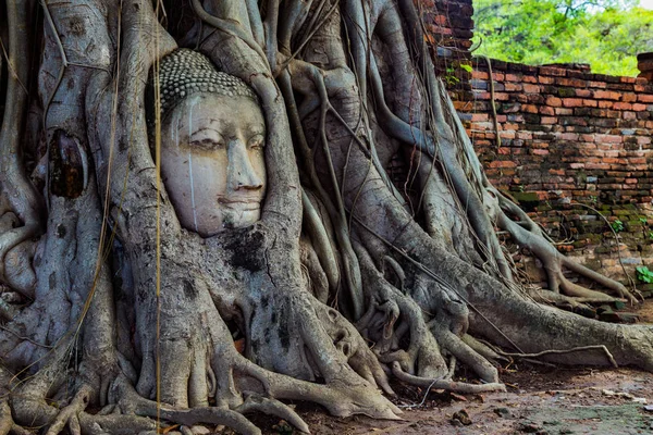 Cabeza de Buda atrapada en las raíces de un árbol . — Foto de Stock