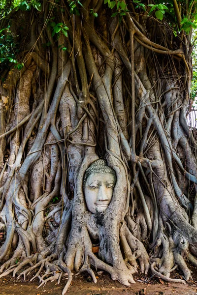 Cabeza de Buda atrapada en las raíces de un árbol . — Foto de Stock