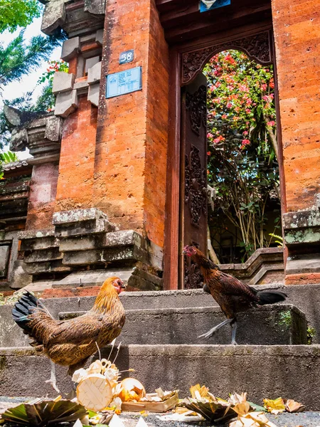 Pollos peleando por comida en las escaleras de un templo Imagen De Stock