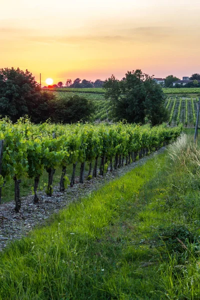 Grape vines at sunset in Brittany, France — Stock Photo, Image