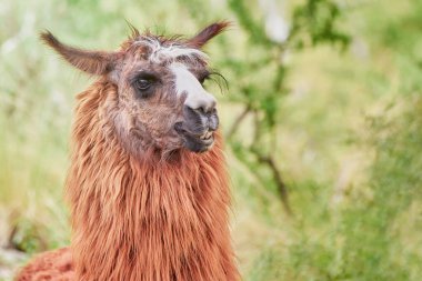 hayvan Lama Arjantin