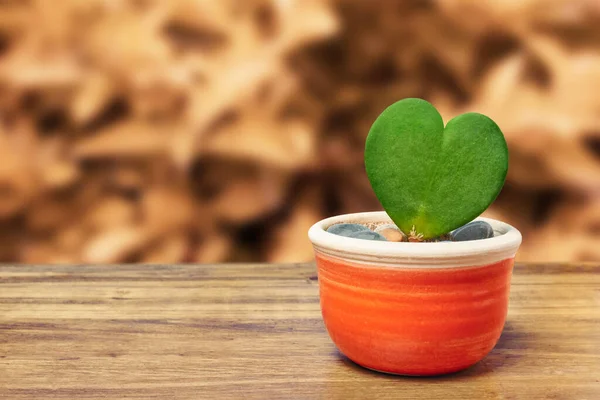 Potted heart shaped cactus on wooden board