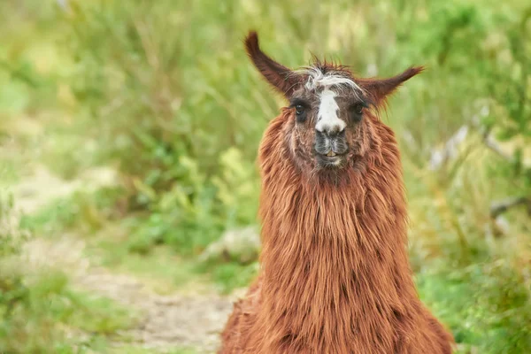 stock image animal llama argentinian