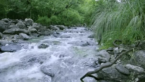 Bergstroom Met Bomen Stromend Water Langs Rivier — Stockvideo