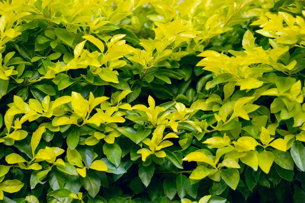 FOLIAGE LEAVES, BUSH LEAVES TEXTURE