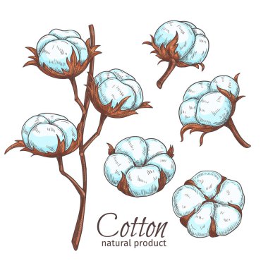 El yapımı pamuk çiçekleri. Robot resim biçiminde vektör illüstrasyonu.