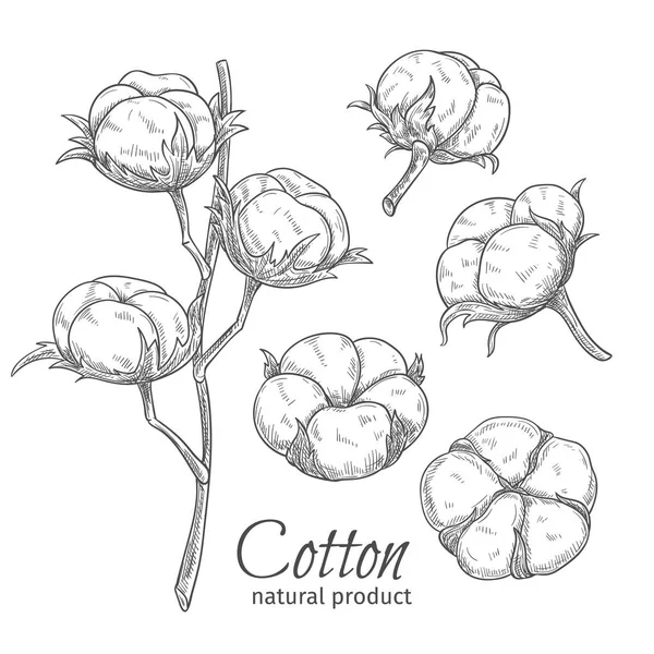 Fleurs Coton Dessinées Main Illustration Vectorielle Dans Style Croquis — Image vectorielle