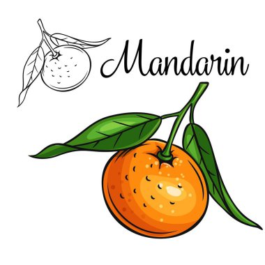 Mandarin vektör çizimi simgesi