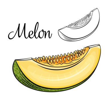 Kavun vektörü çizim simgesi.