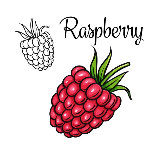 Raspberry vector drawing icon — Stock Vector
