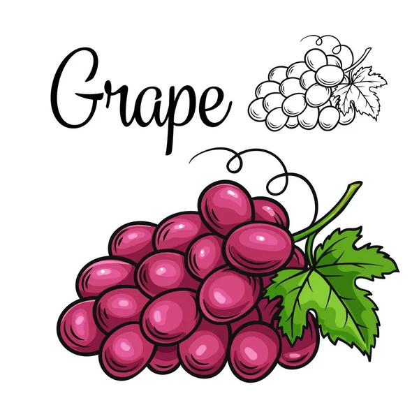 Grape vector drawing icon — Stock Vector