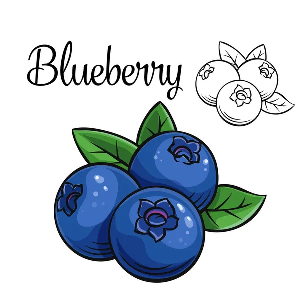 Blueberry vector drawing icon. — Stock Vector