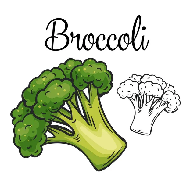 Broccoli vector drawing icon. — Stock Vector
