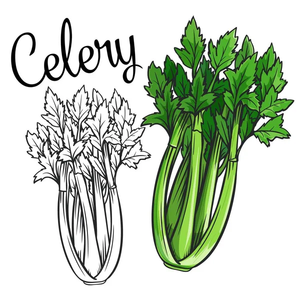 Ikona vektorového kreslení celeru. — Stockový vektor