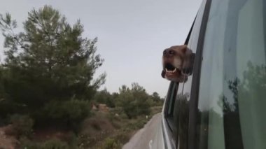 Köpek arabaya biner ve açık pencereden dışarı bakar..