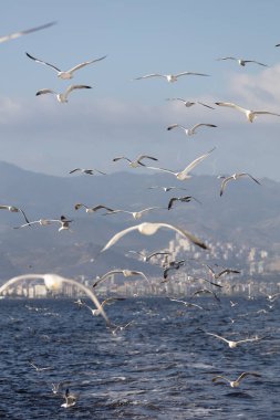 Gökyüzüne Karşı Deniz Üzerinde Martıların Manzarası