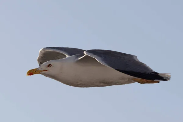 Möwe Fliegt Tagsüber Vor Blauem Hintergrund — Stockfoto