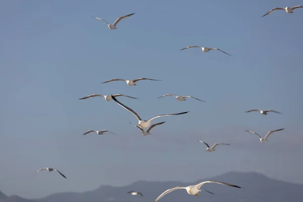 Vue Panoramique Des Mouettes Dessus Mer Contre Ciel — Photo