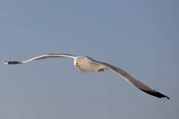 Seagull Flying Blue Background Daytime — Stock Photo, Image
