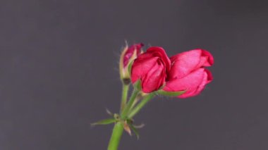 Siyah arka planda açan pembe çiçeğin zamanı. 