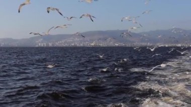 Havada zarifçe uçan bir martının yavaş çekim görüntüsü.