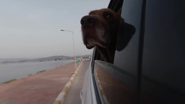 Der Hund fährt im Auto und schaut aus dem offenen Fenster. — Stockvideo