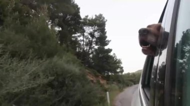 Köpek arabaya biner ve açık pencereden dışarı bakar..