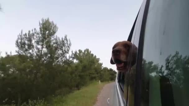 Pies jedzie samochodem i wygląda przez otwarte okno.. — Wideo stockowe