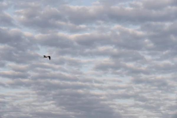 Gaivota no céu — Fotografia de Stock