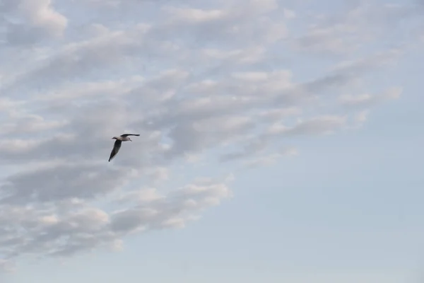 空のカモメ — ストック写真