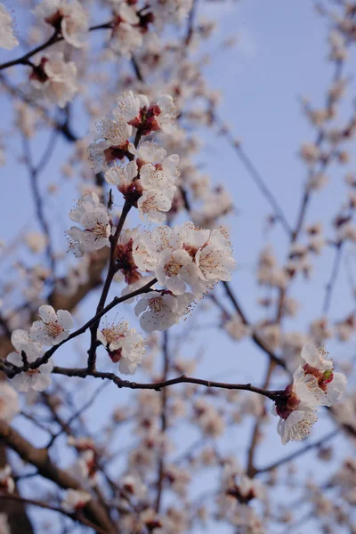 Aprikosenblüten auf verschwommenem blauem Himmel. Sprinttag — Stockfoto