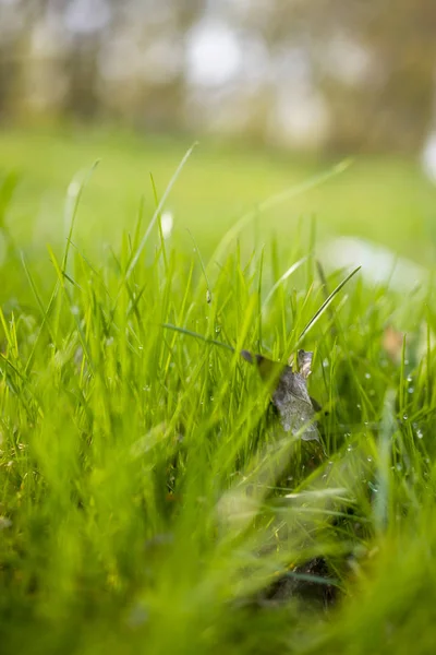 Uma grama fresca verde no fundo embaçado verde . — Fotografia de Stock