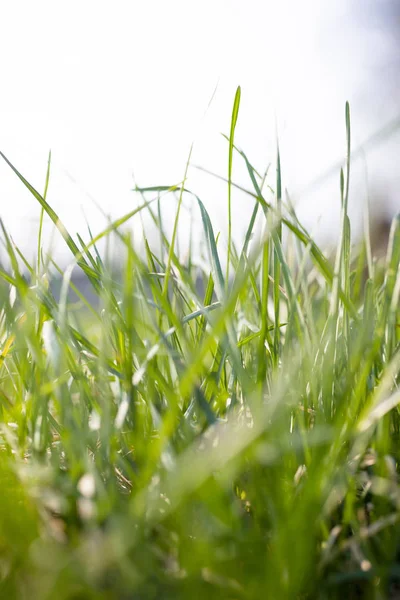 Un'erba fresca verde su sfondo verde sfocato . — Foto Stock