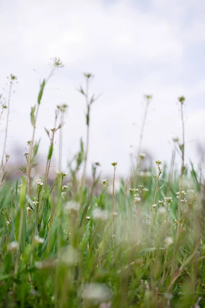 White wildflowers on light blurred background. — Stock Photo, Image