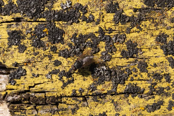 Část starého žlutého dřevěného plotu. Žlutá barva na dřevě je stará a popraskaná. Dokonalá lakovaná dřevěná textura. — Stock fotografie