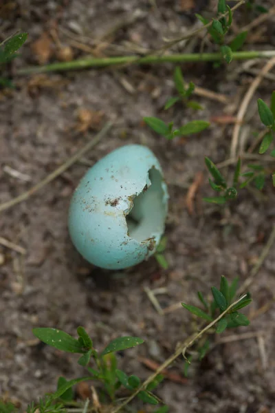 地面に壊れた森の鳥の卵. — ストック写真