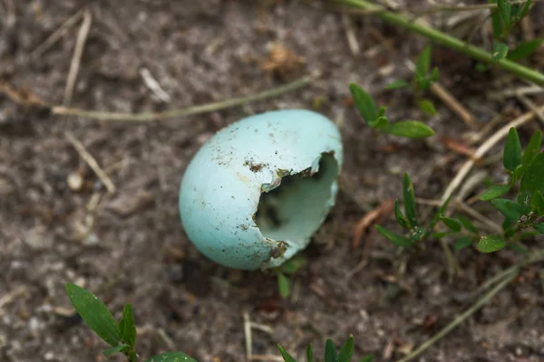 地面に壊れた森の鳥の卵. — ストック写真