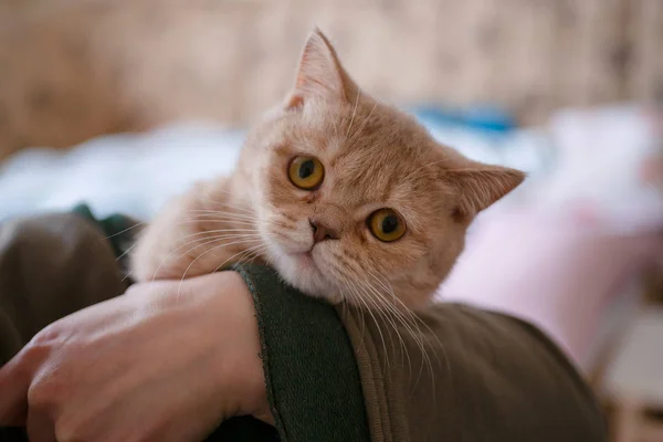 Gato de color melocotón británico en las manos sobre fondo bruñido . — Foto de Stock