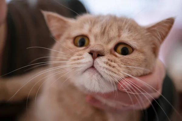 Gato de color melocotón británico en las manos sobre fondo bruñido . — Foto de Stock